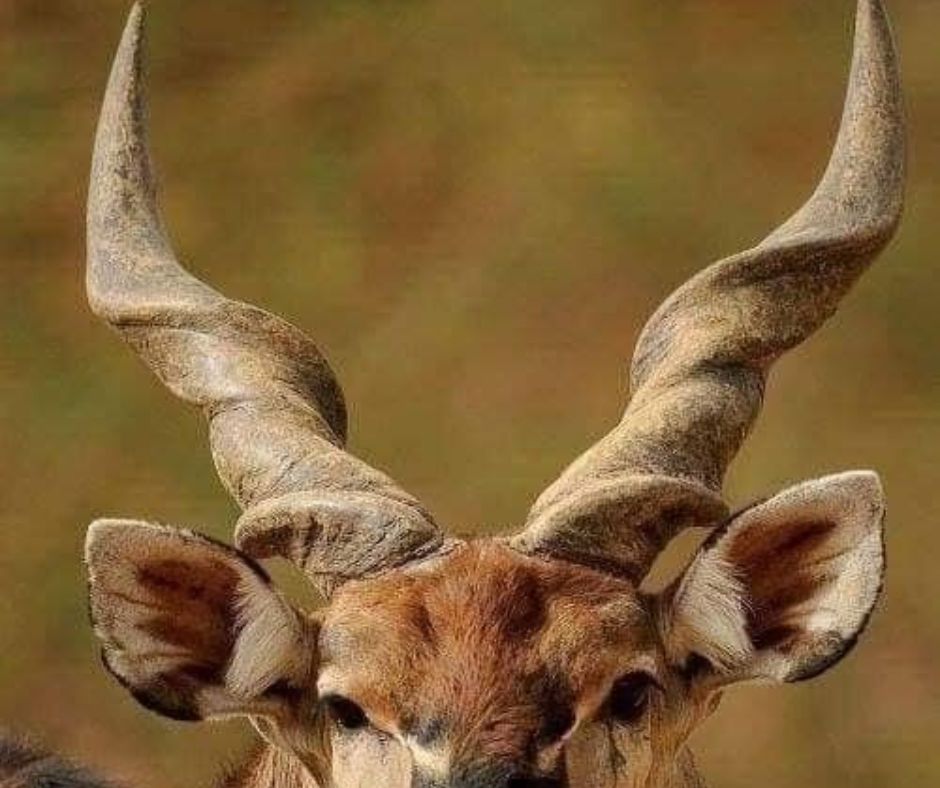 animals with horns