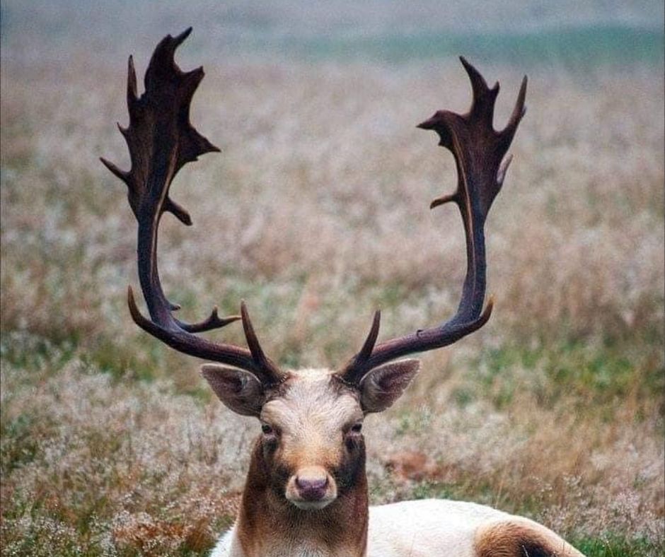 animals with horns