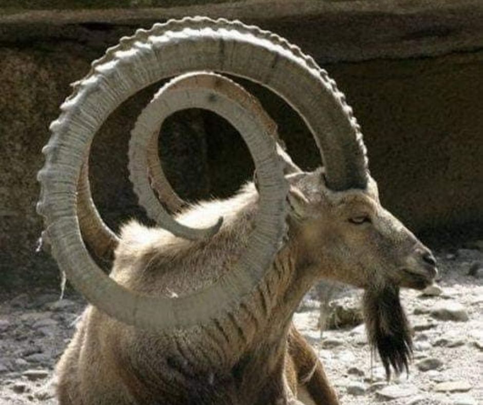 animals with horns