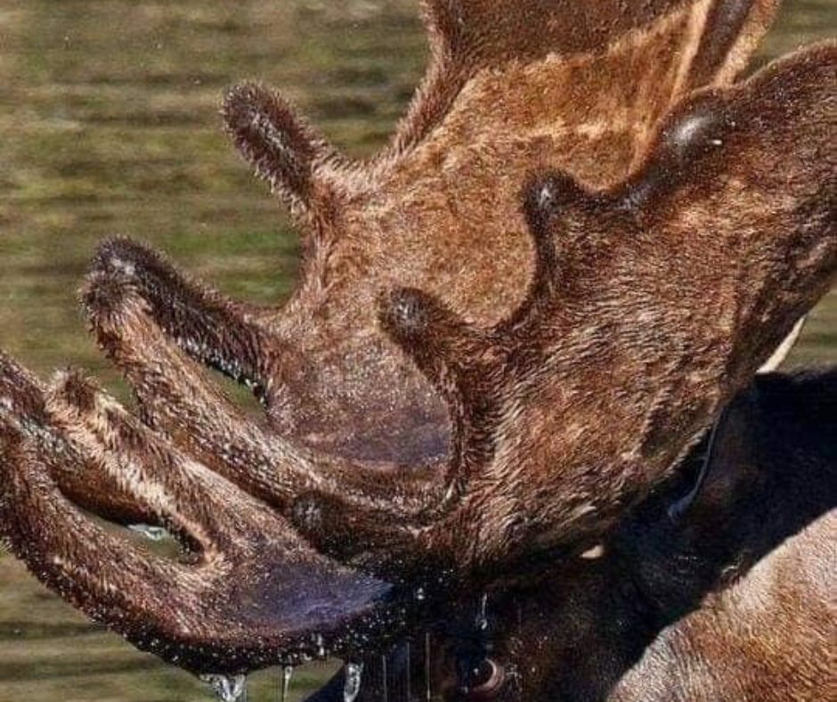 animals with horns