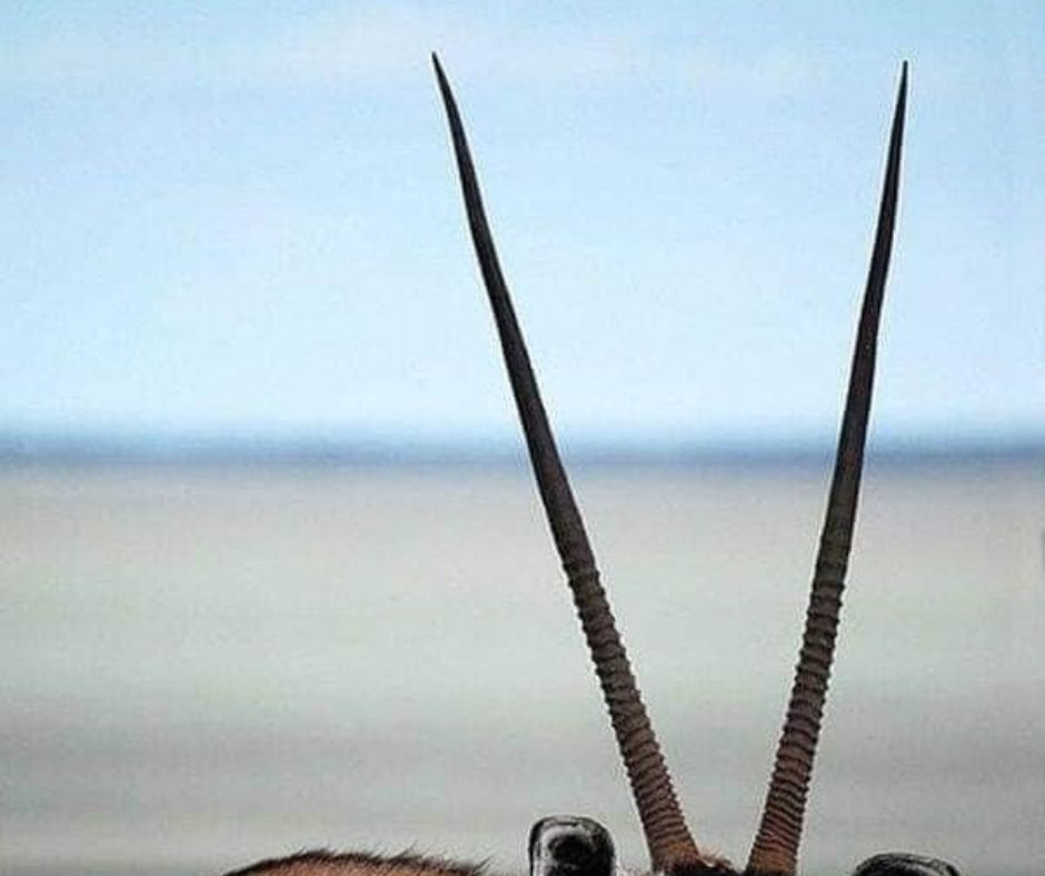 animals with horns