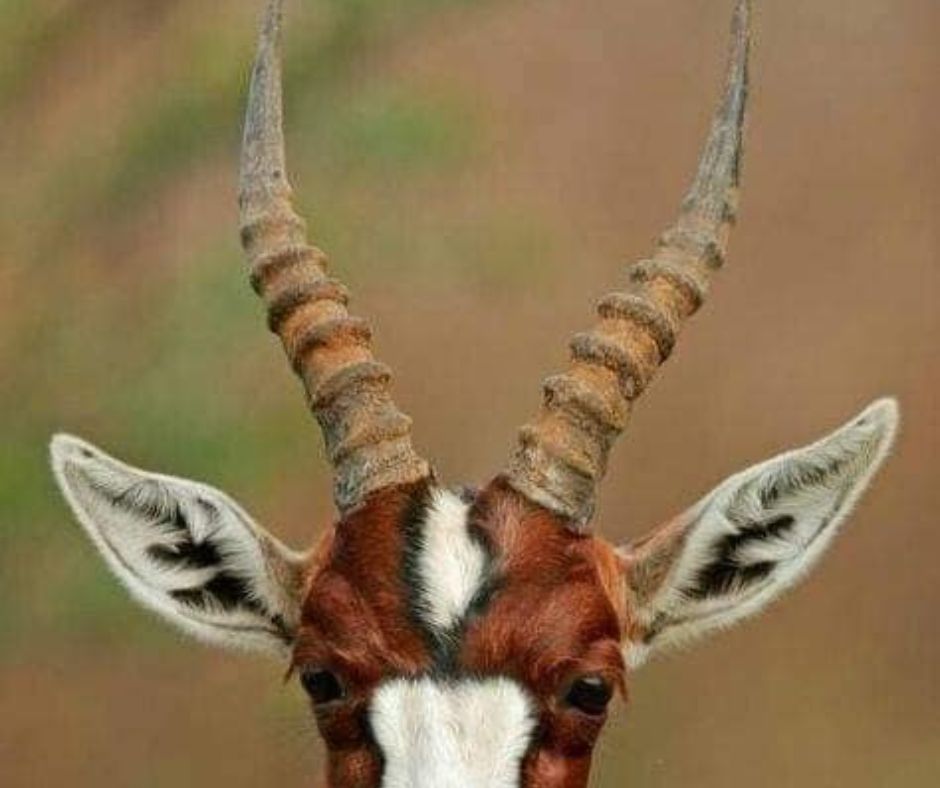 animals with horns