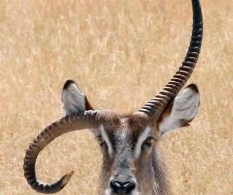 animals with horns