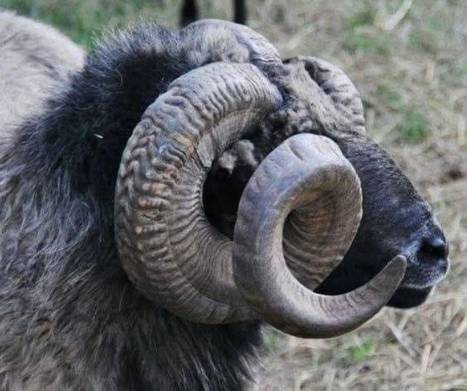 animals with horns