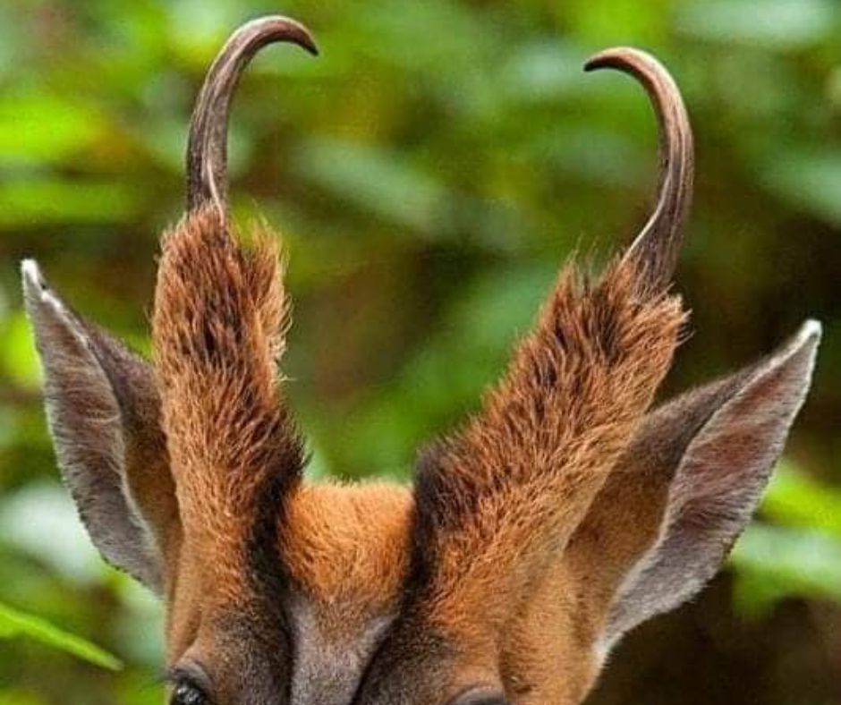 animals with horns