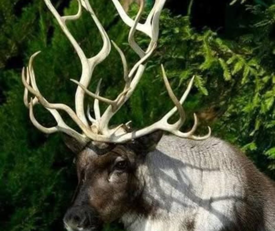 animals with horns