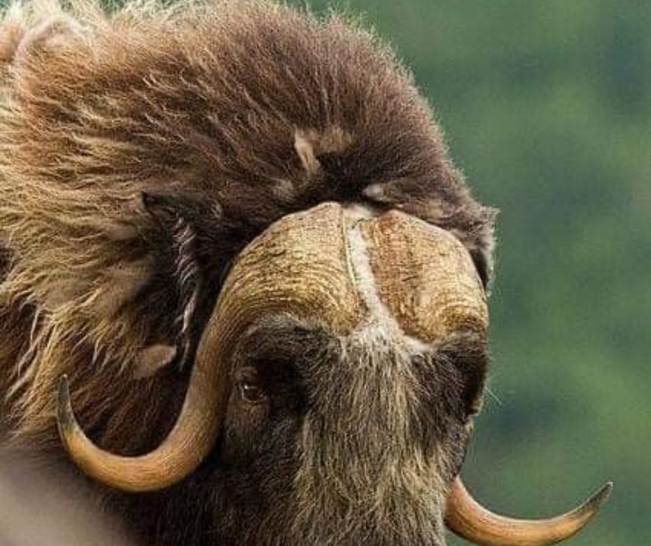 animals with horns