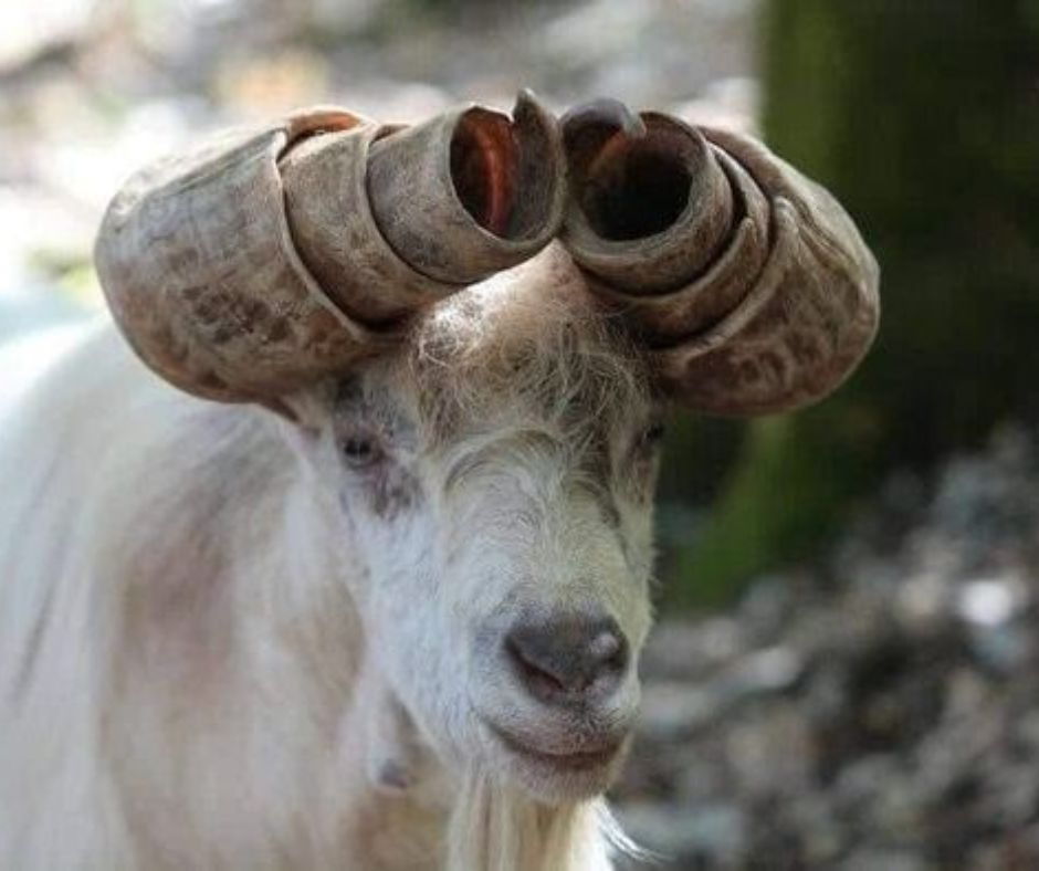 animals with horns