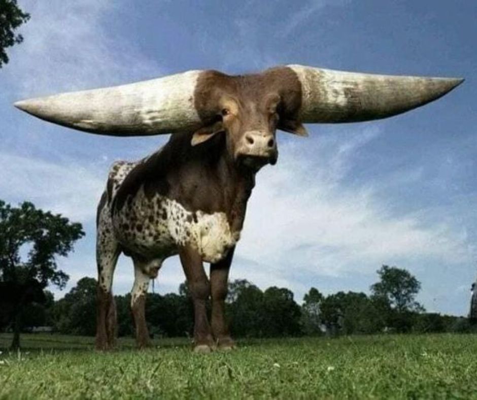 animals with horns