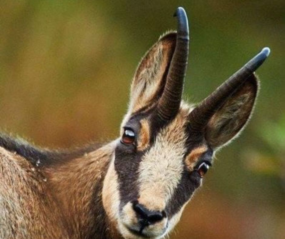 animals with horns