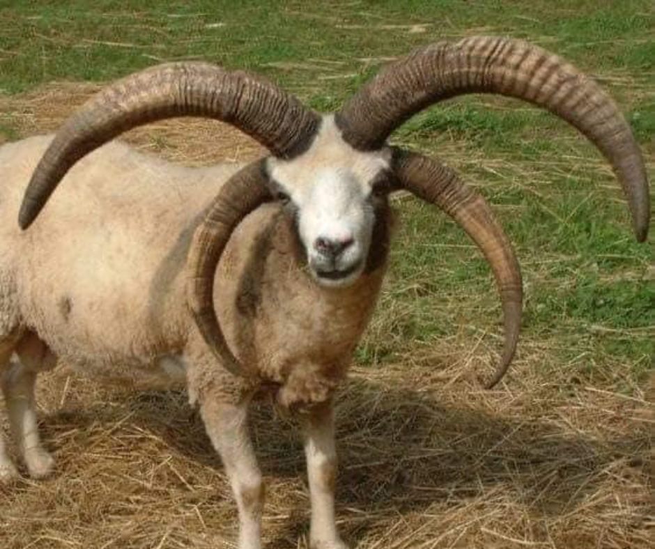 animals with horns