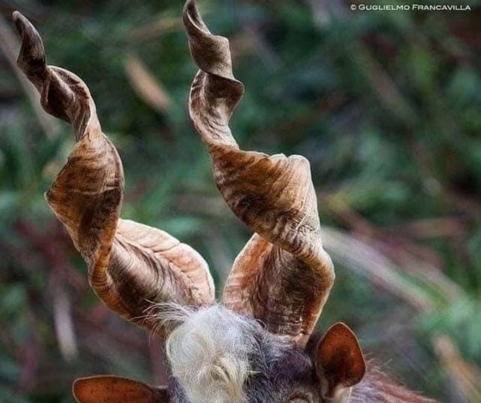 animals with horns