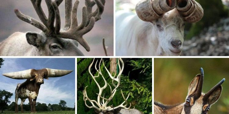 amazing horns in nature
