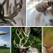 amazing horns in nature