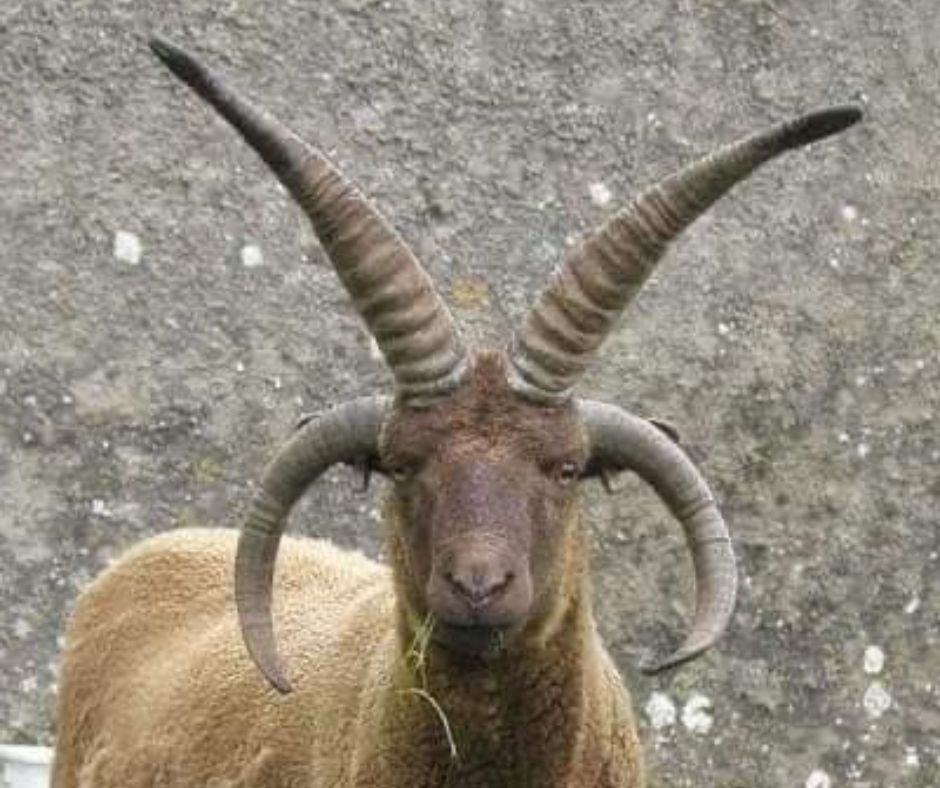 animals with horns