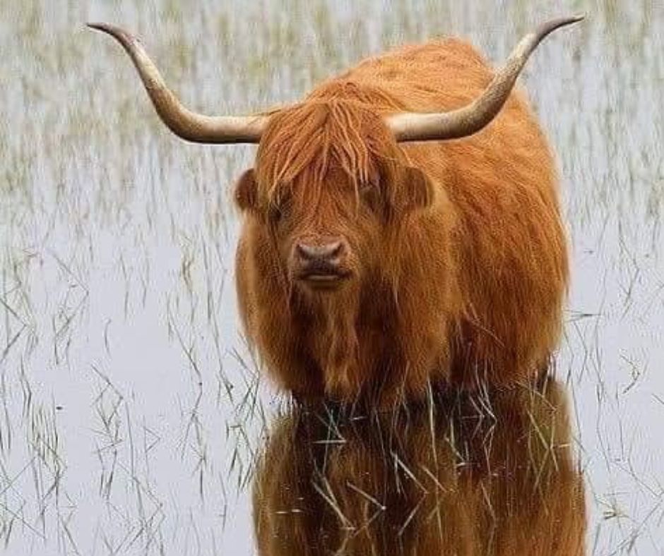 animals with horns