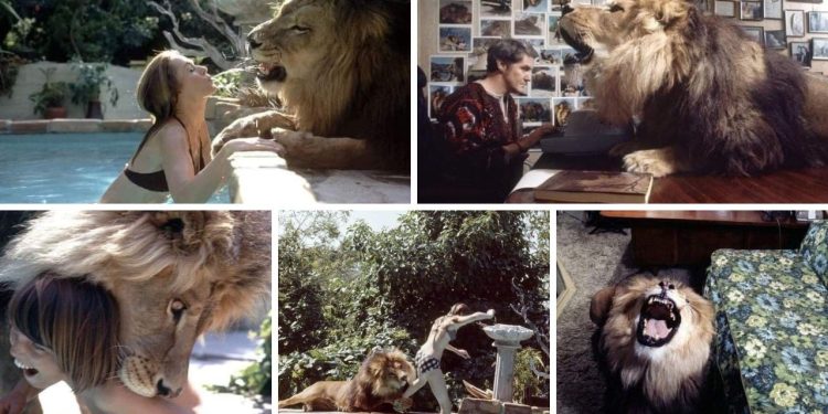 Neil the Lion