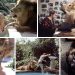 Neil the Lion