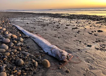 Oarfish, Doomsday