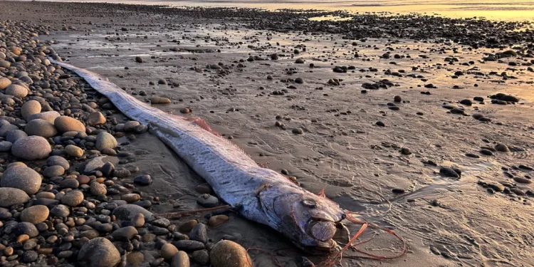 Oarfish, Doomsday