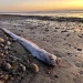 Oarfish, Doomsday
