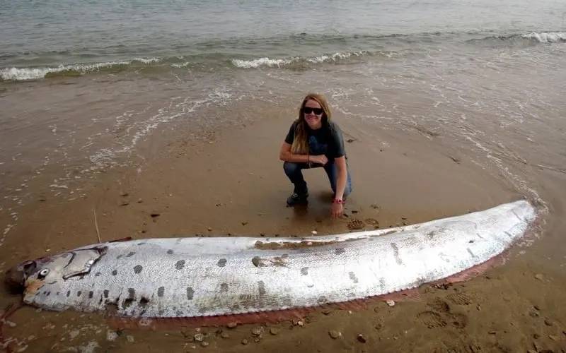 Oarfish