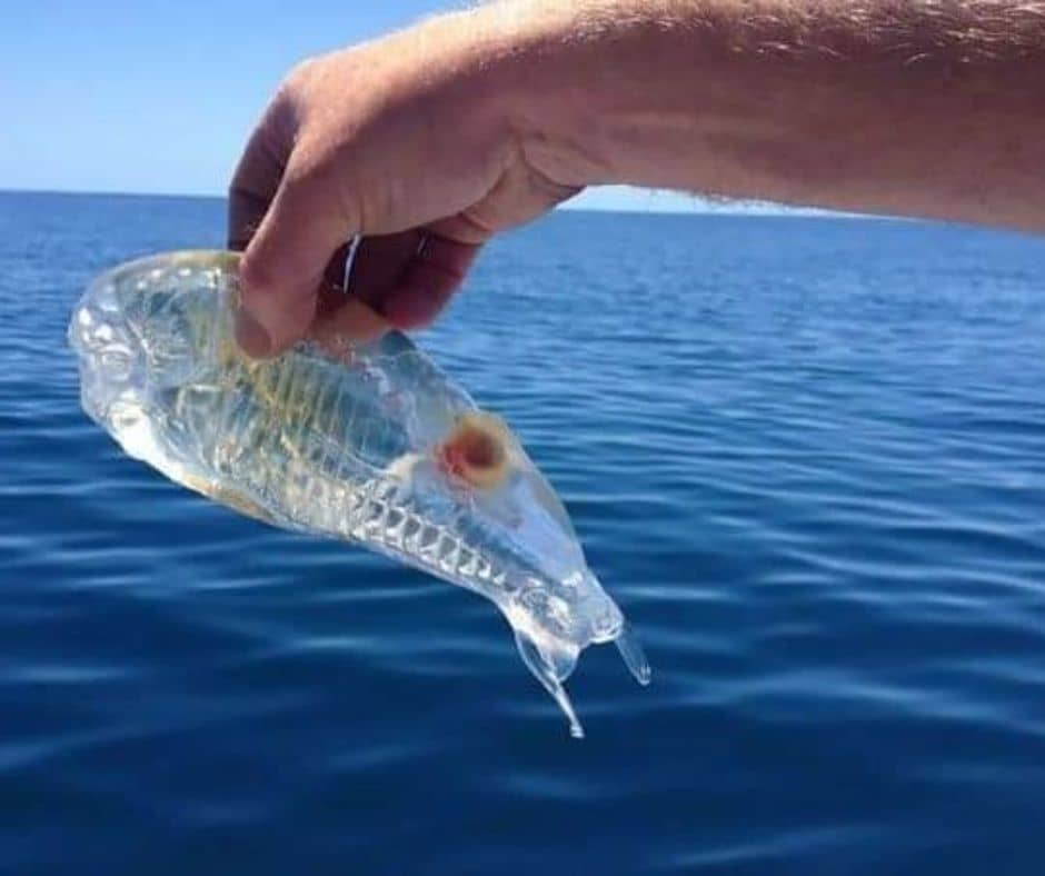 Transparent fish