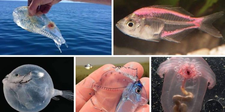 Transparent Fish