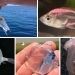 Transparent Fish