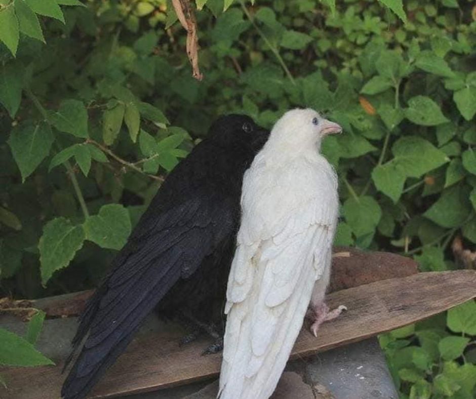 Crow Birds