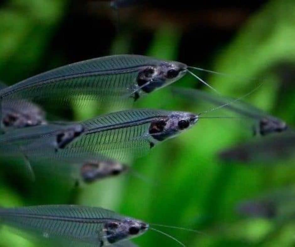 Transparent fish