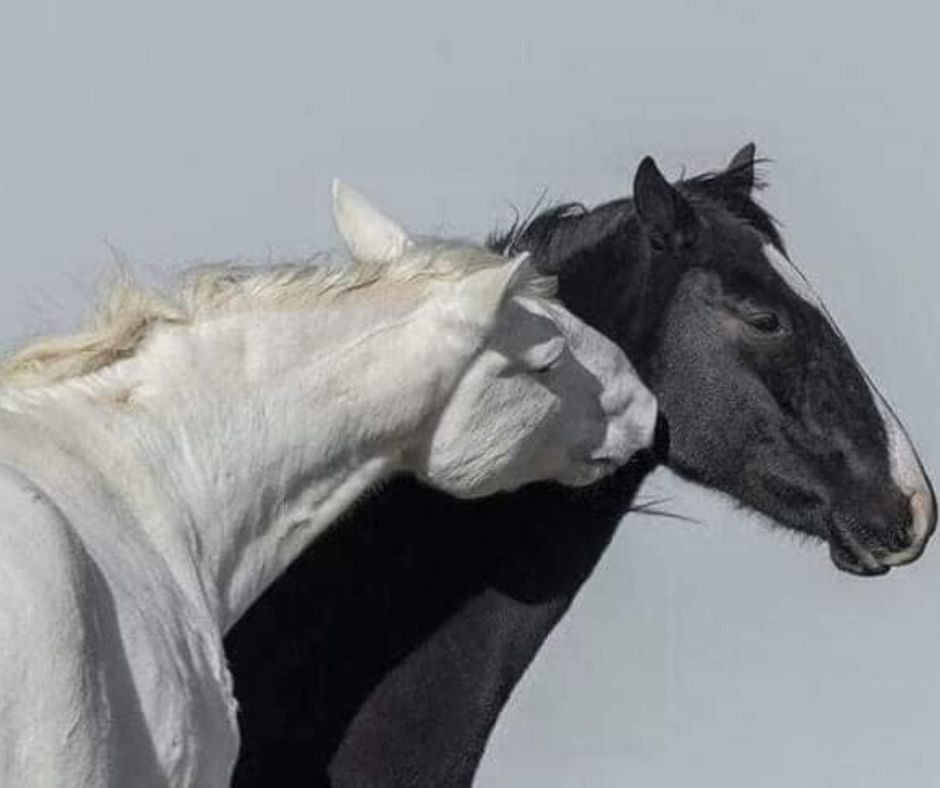 Horses