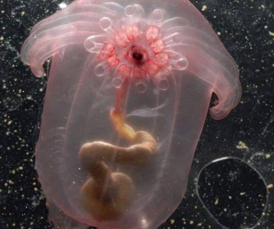 Transparent fish