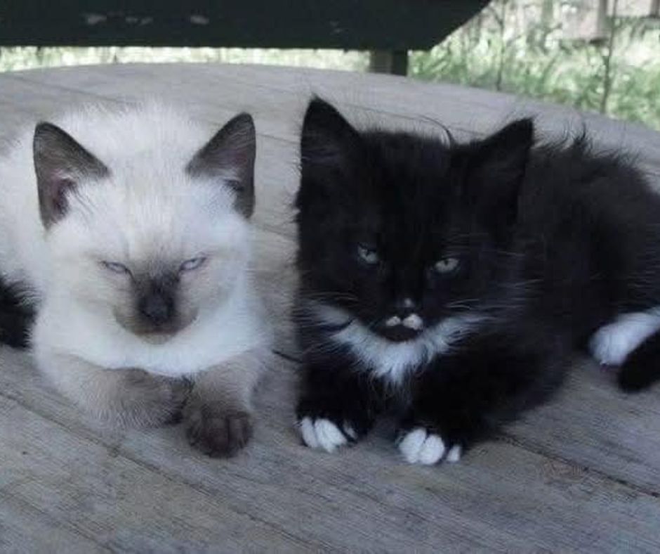 Cats