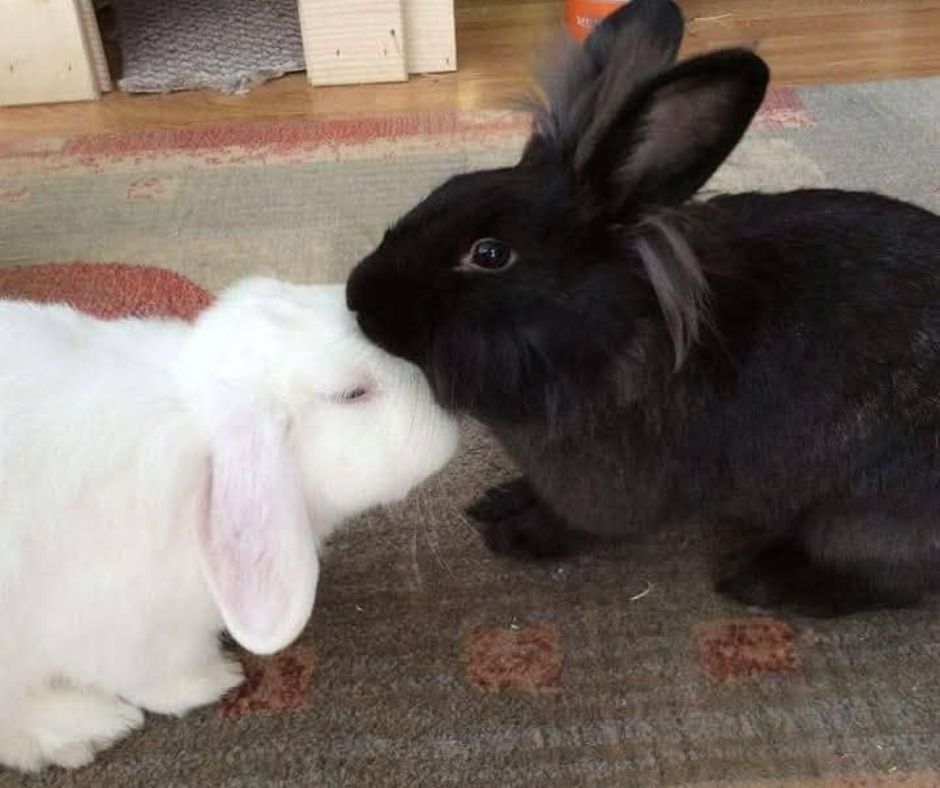 Rabbits
