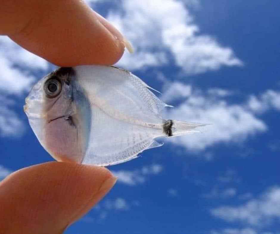 Transparent fish
