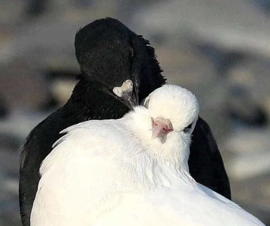 Pigeons
