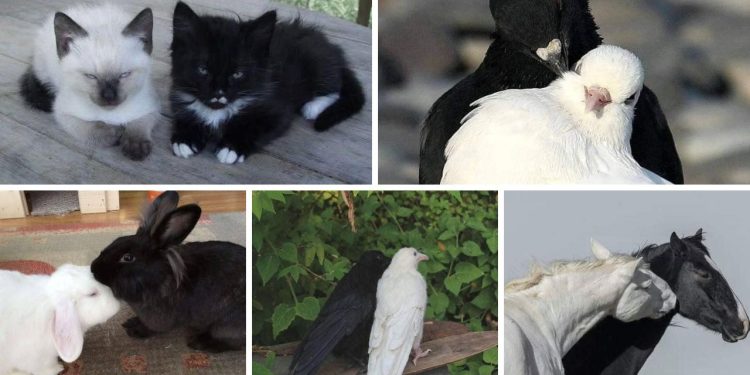 Yin-Yang of the Animal World