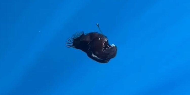 Anglerfish