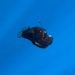 Anglerfish