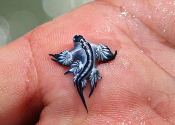 Blue Sea Dragon