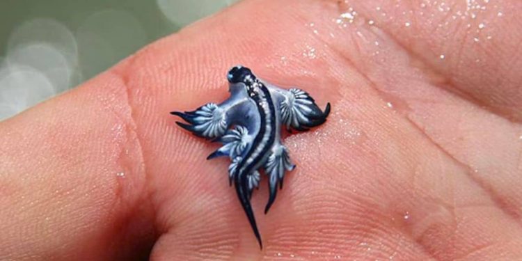 Blue Sea Dragon