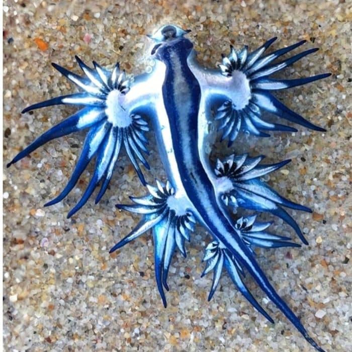 Blue Sea Dragon Closeup