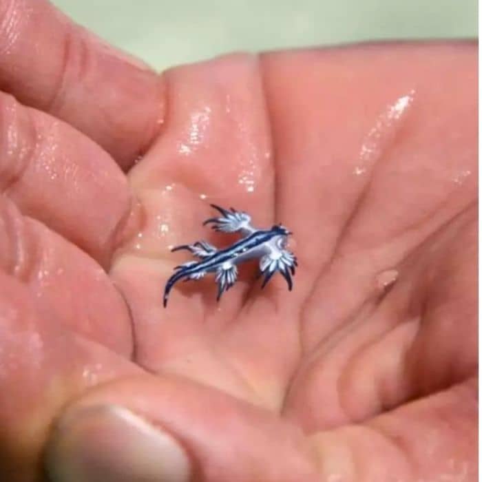 Blue Sea Dragon on a hand