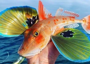 Flying Gurnard