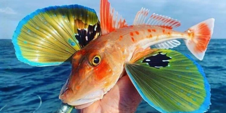 Flying Gurnard