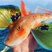 Flying Gurnard