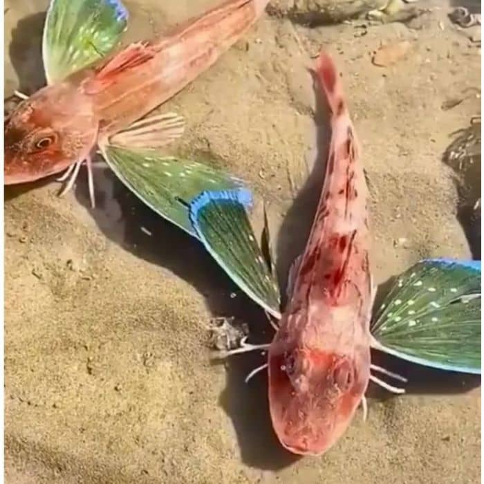 Flying Gurnard top view of two