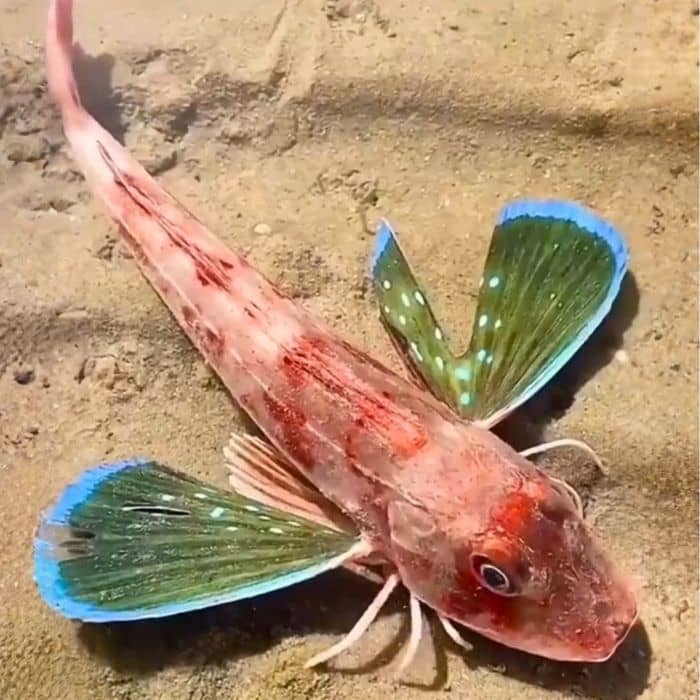 Flying Gurnard top view