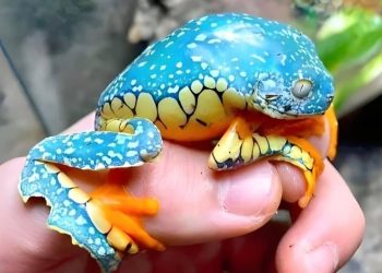 Fringed Leaf Frog